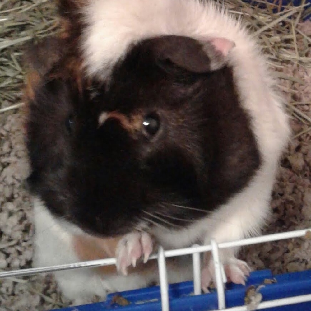 Meet your Posher, Marcelina